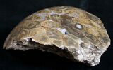 Polished Fossil Coral Head - Morocco #9330-2